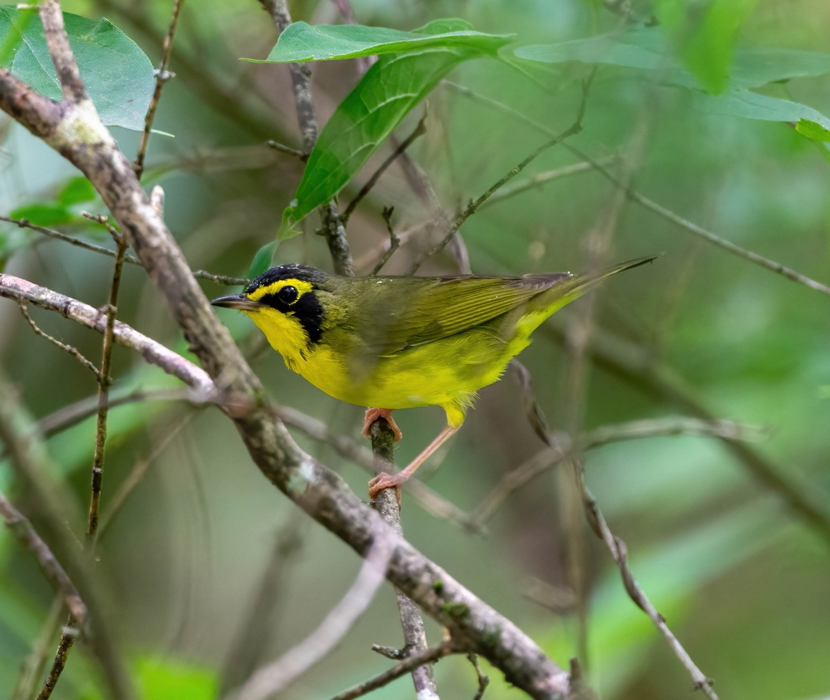 Kentucky Warbler - ML619932282