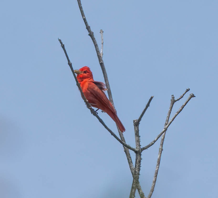 Summer Tanager - ML619932287