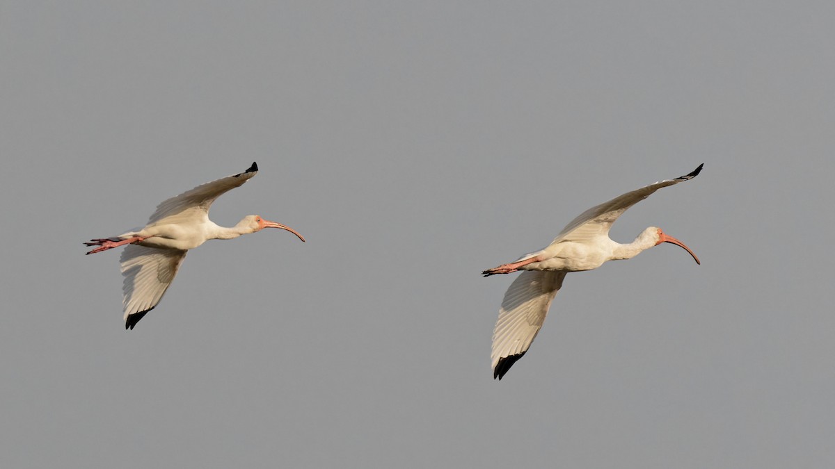 ibis bílý - ML619932288