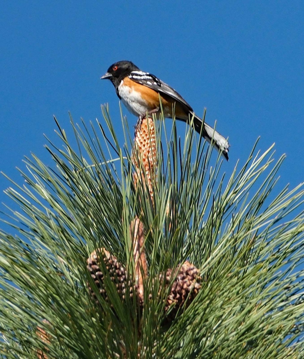 Spotted Towhee - ML619932289