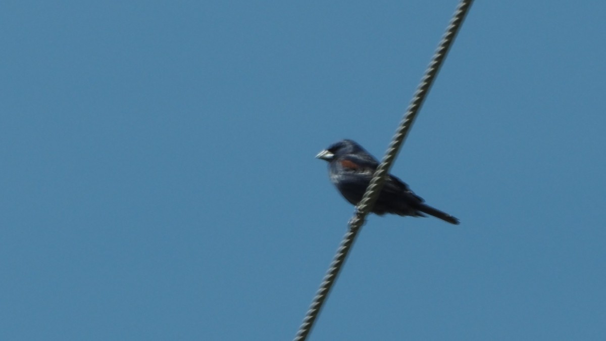 Blue Grosbeak - ML619932297