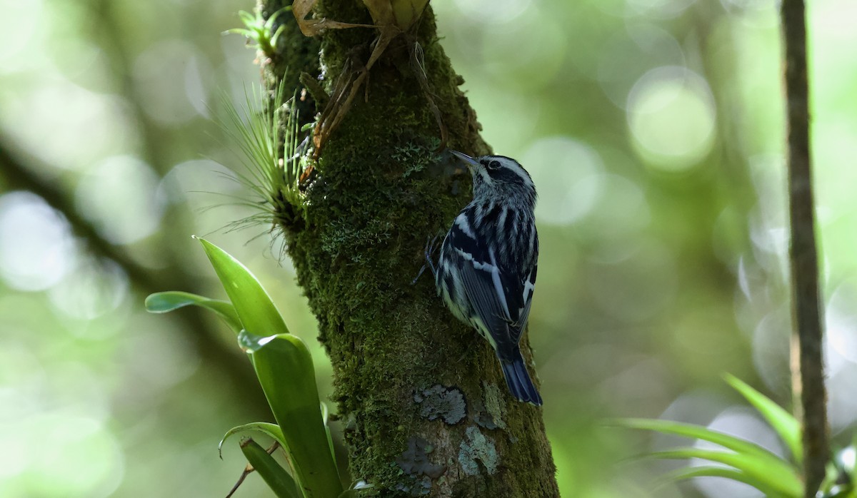 Black-and-white Warbler - ML619932310