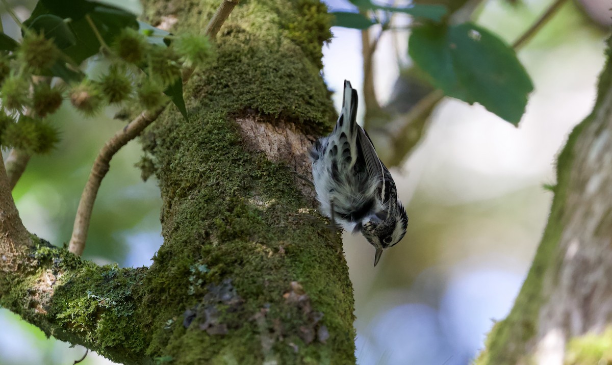 Black-and-white Warbler - ML619932311