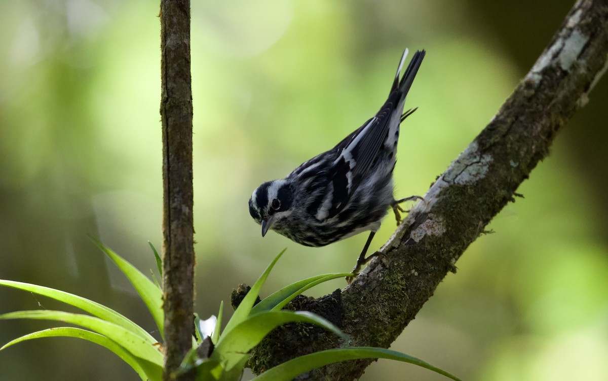 Black-and-white Warbler - ML619932312