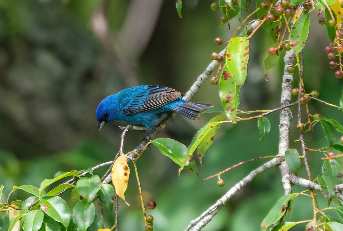 Indigo Bunting - ML619932315