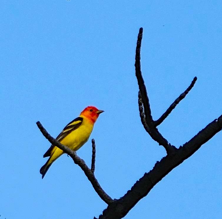 Western Tanager - ML619932319