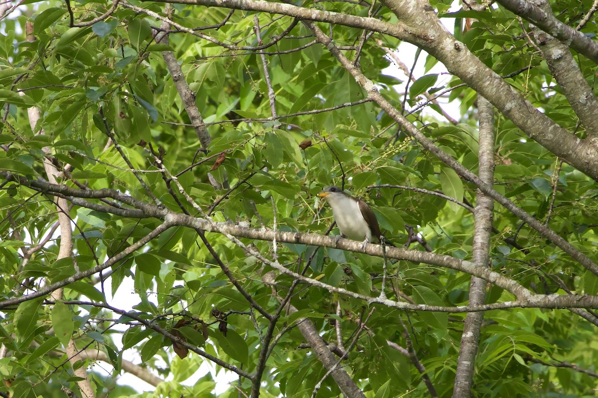 Yellow-billed Cuckoo - ML619932354