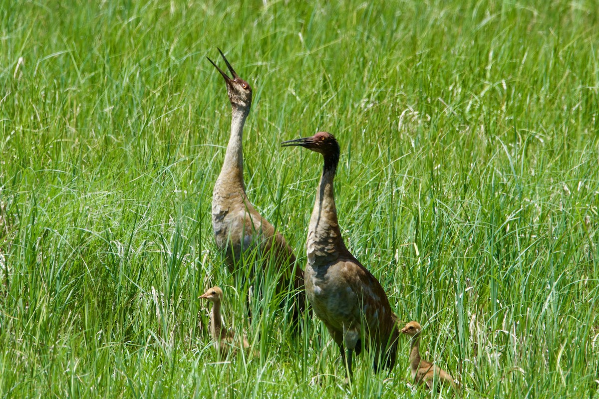 Sandhill Crane - ML619932361