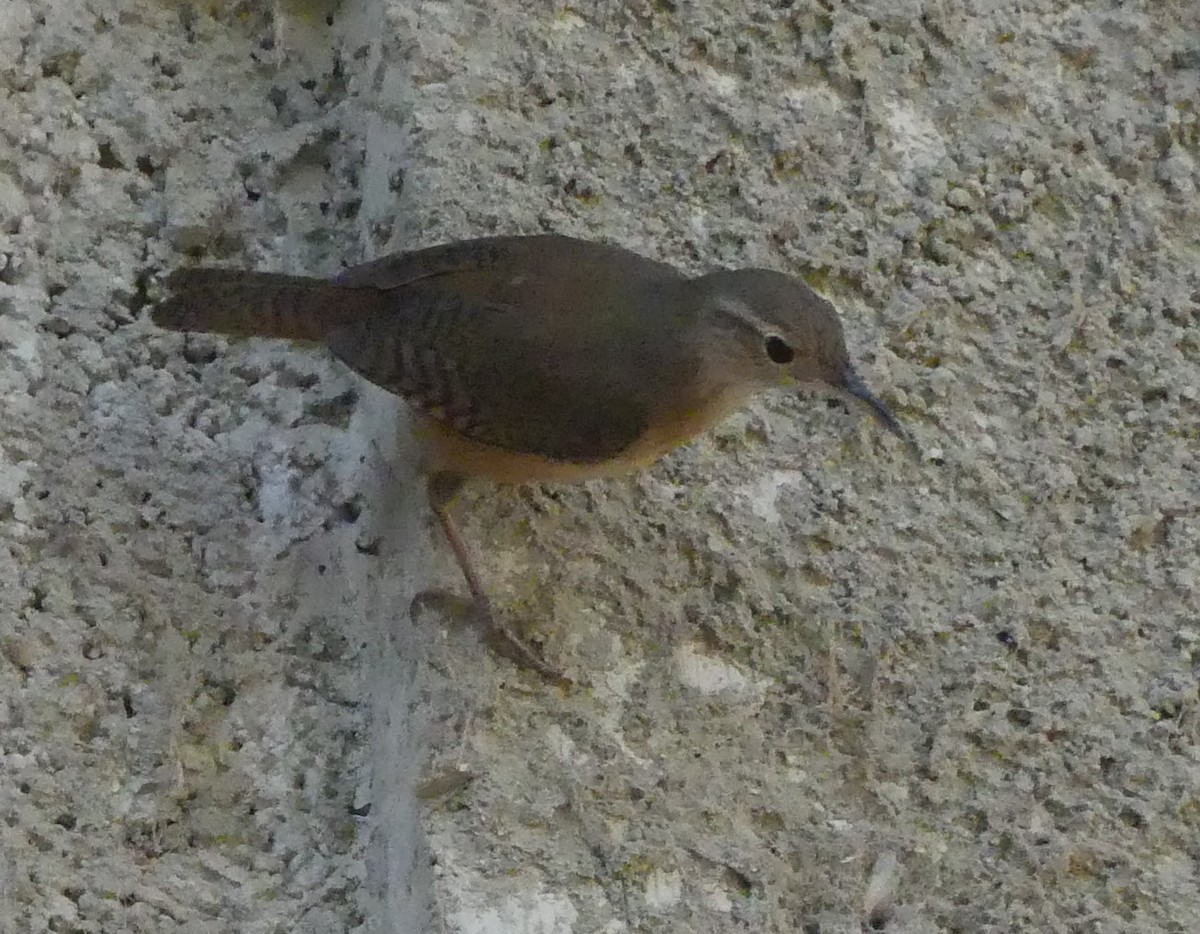 House Wren - ML619932362