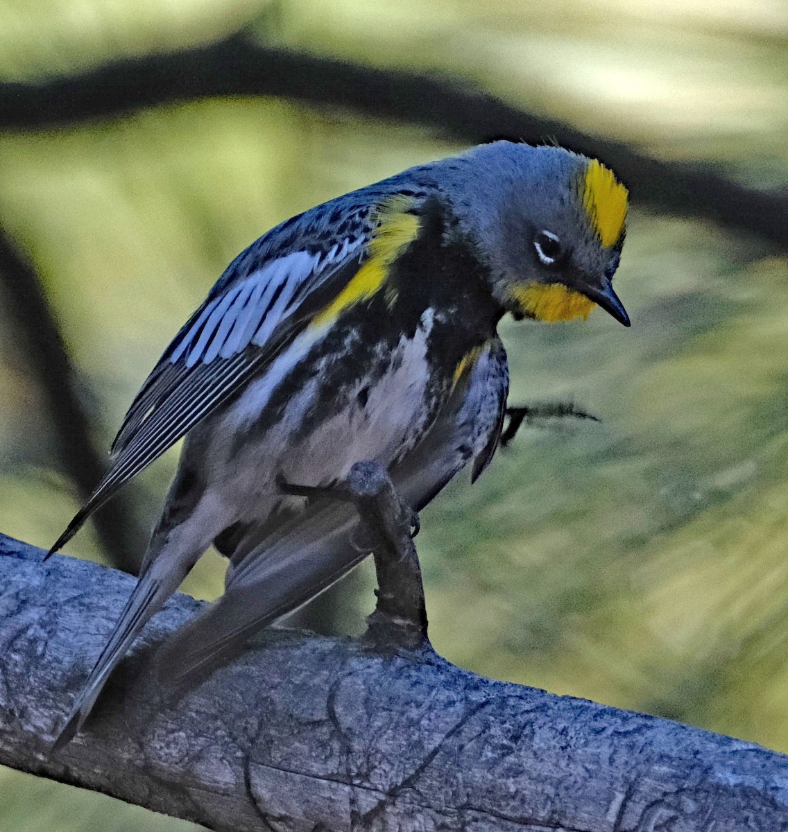 Yellow-rumped Warbler (Audubon's) - ML619932363