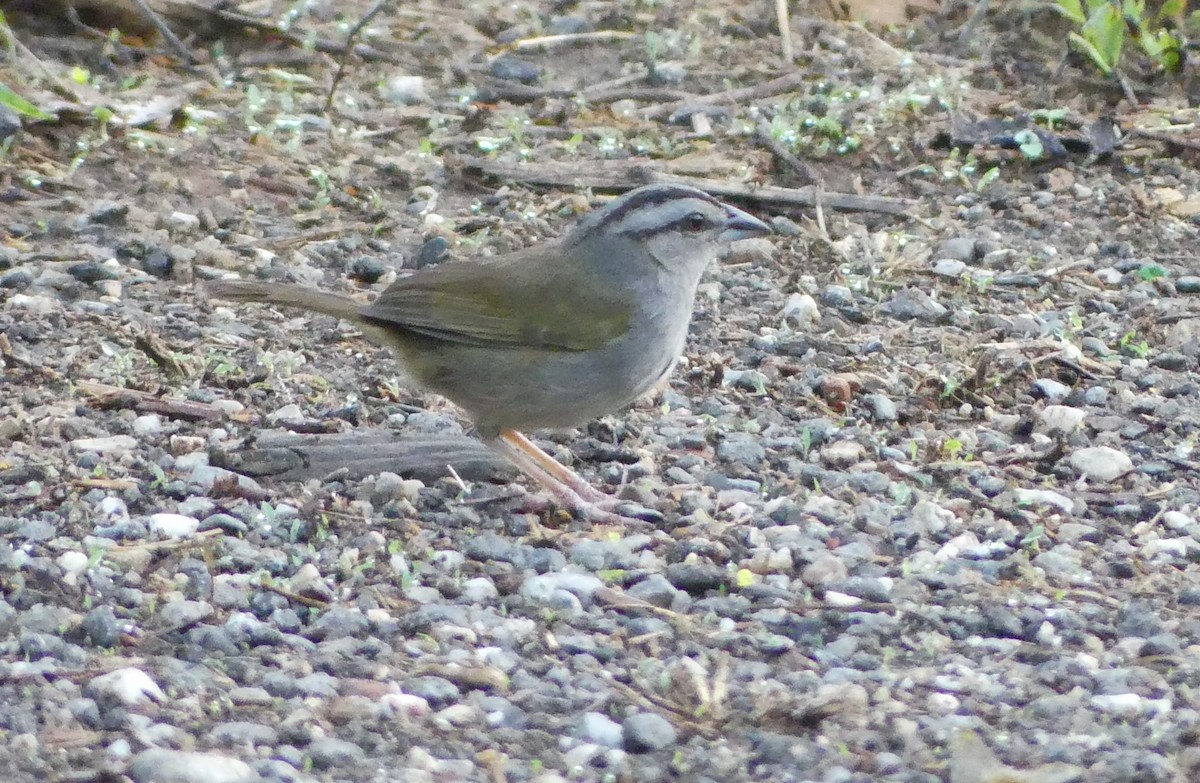 Black-striped Sparrow - ML619932373