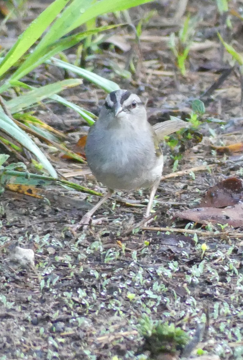 Black-striped Sparrow - ML619932378