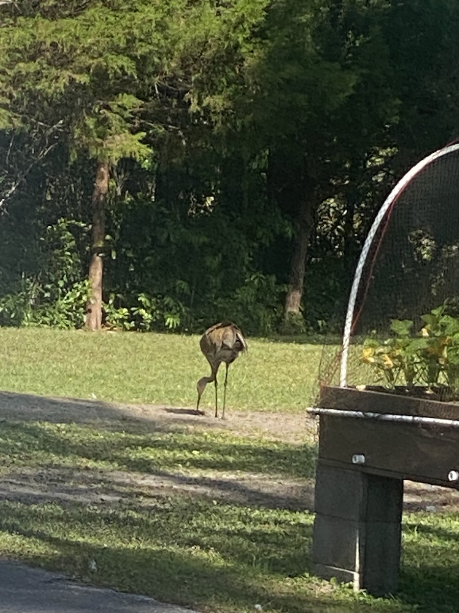 Sandhill Crane (canadensis) - ML619932381