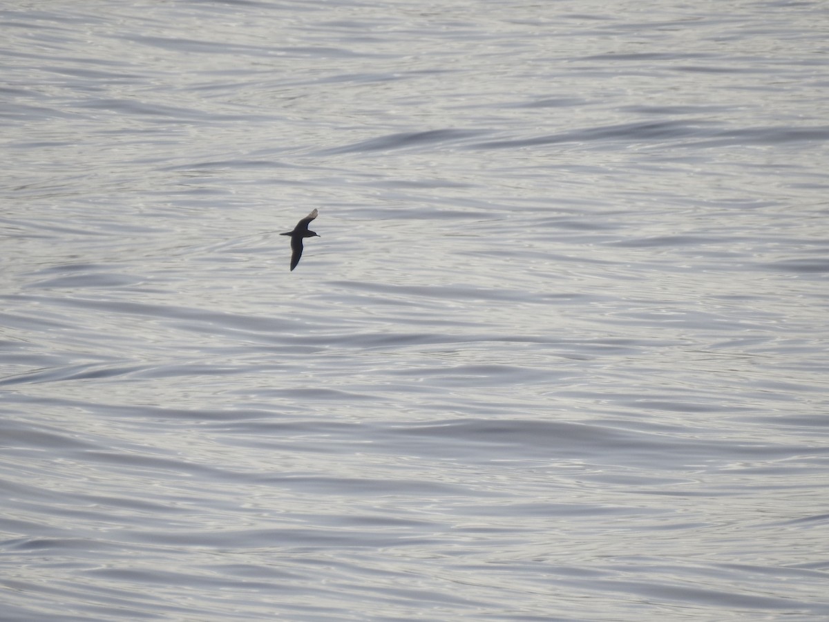 Cory's Shearwater - ML619932389