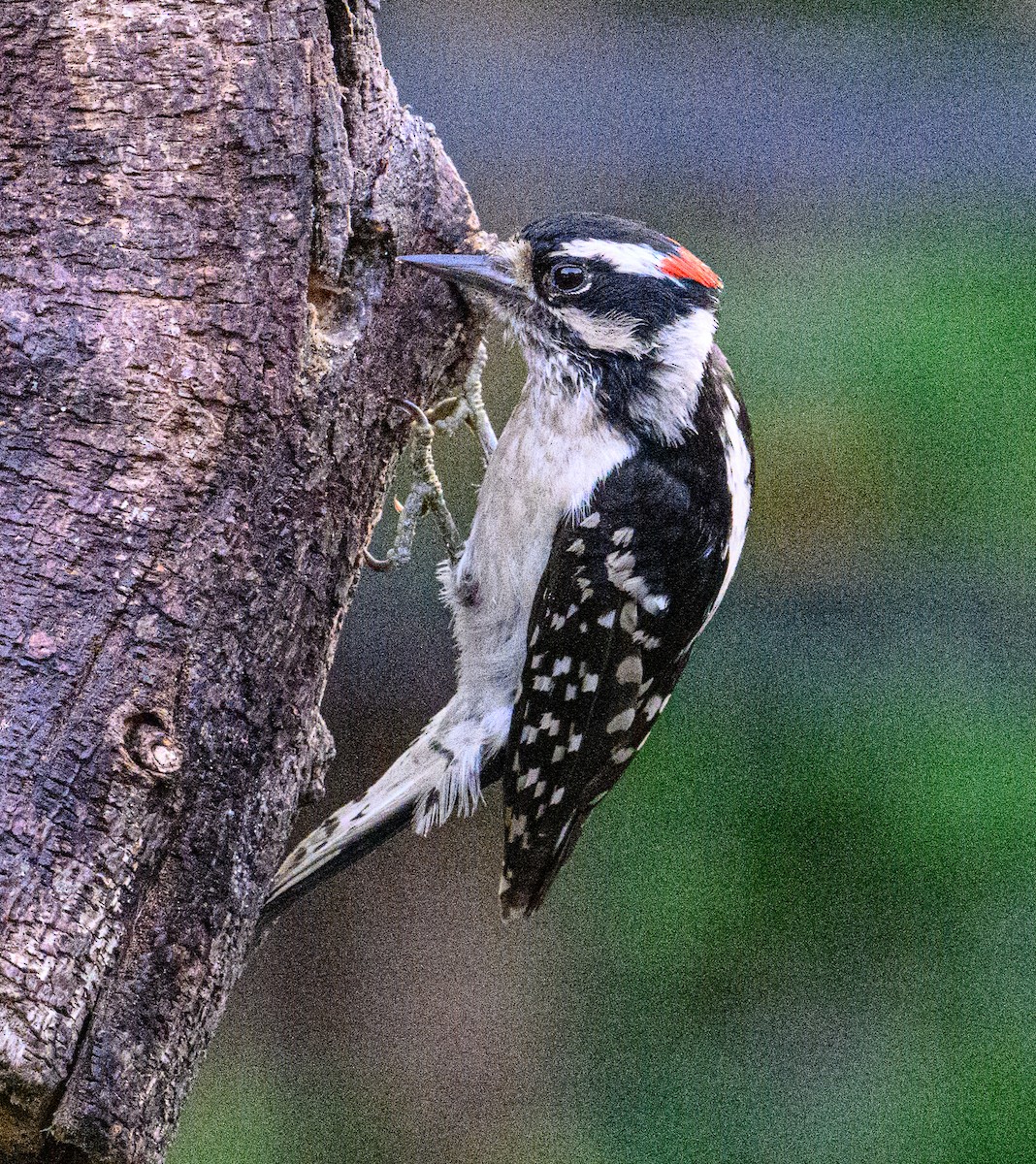 Downy Woodpecker - ML619932424