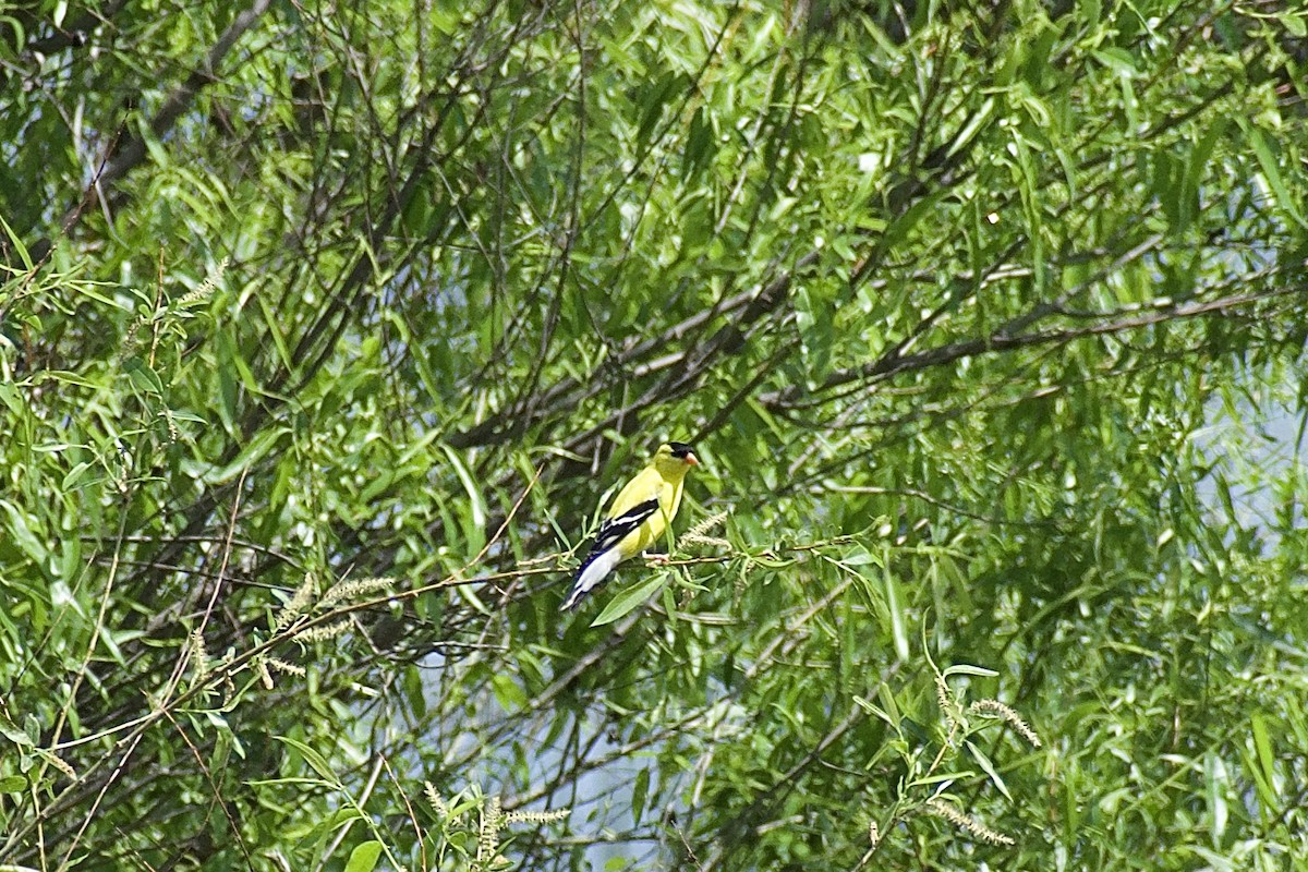 American Goldfinch - ML619932430