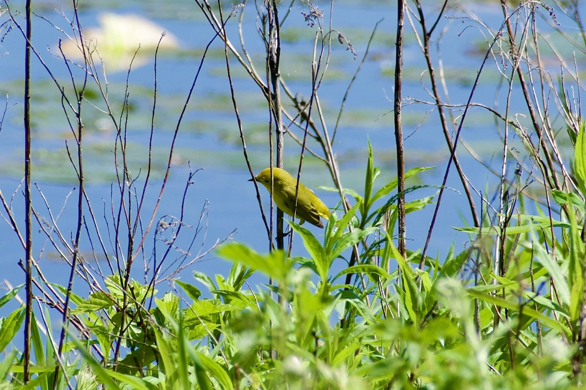 Paruline jaune - ML619932434