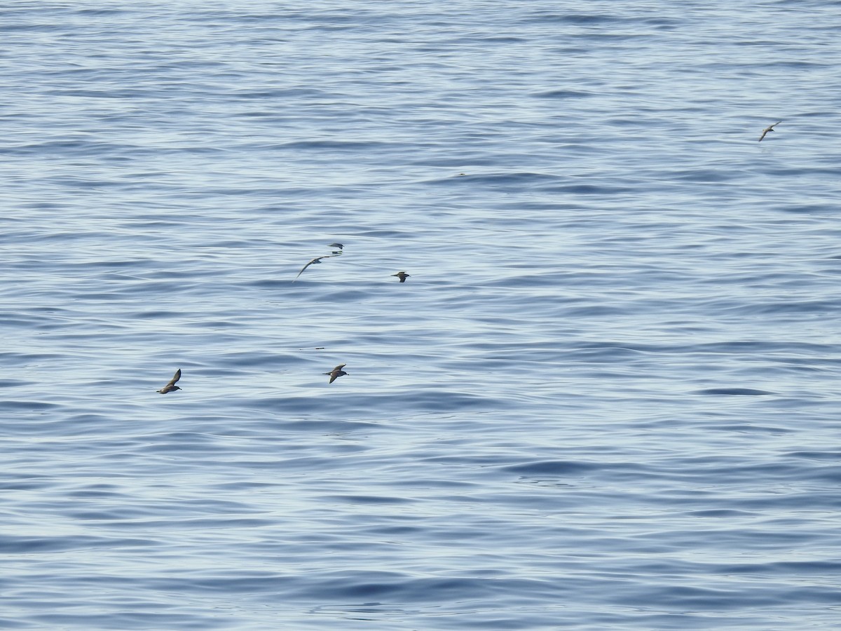 Cory's Shearwater - ML619932437