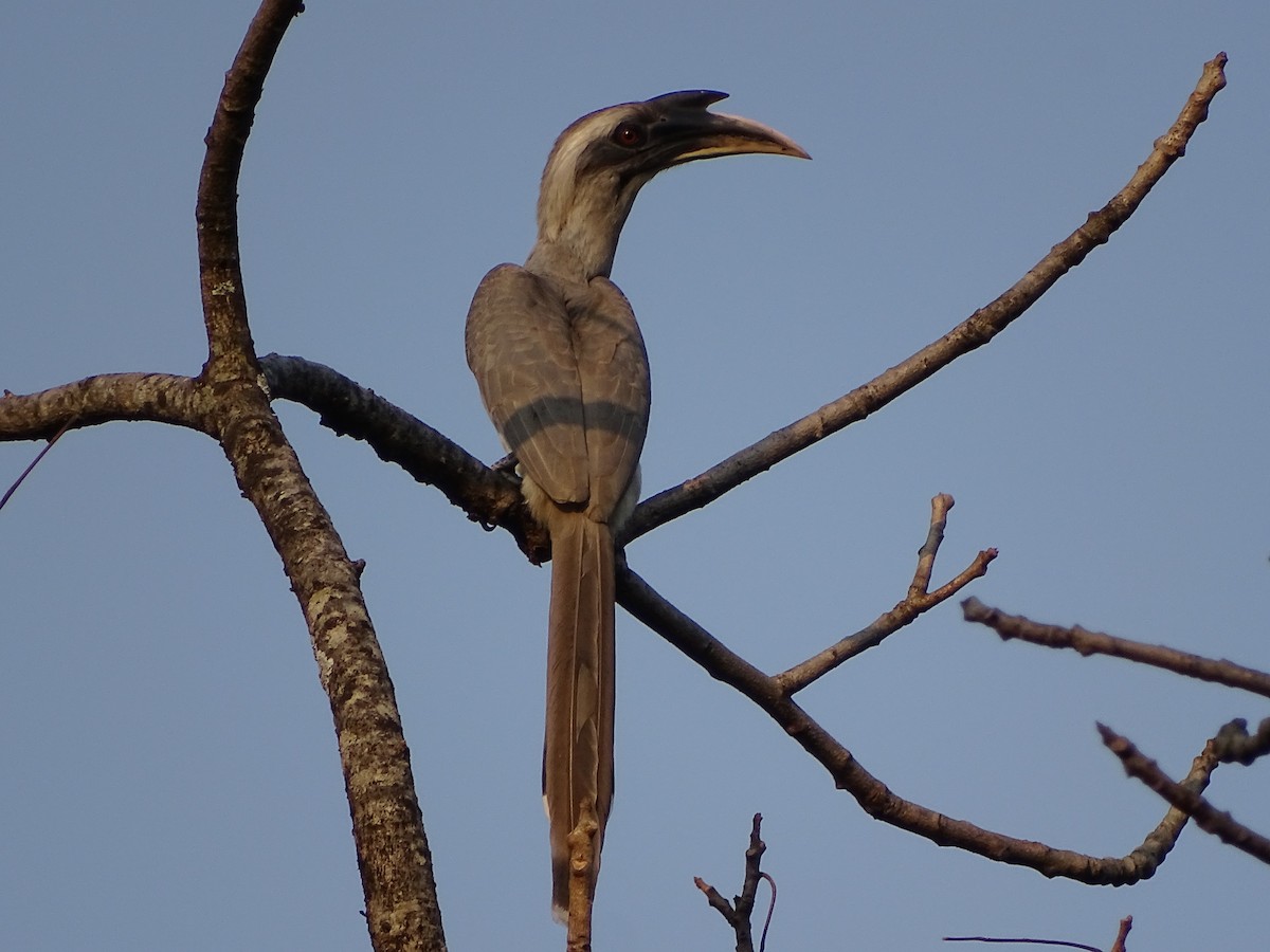 Indian Gray Hornbill - ML619932438