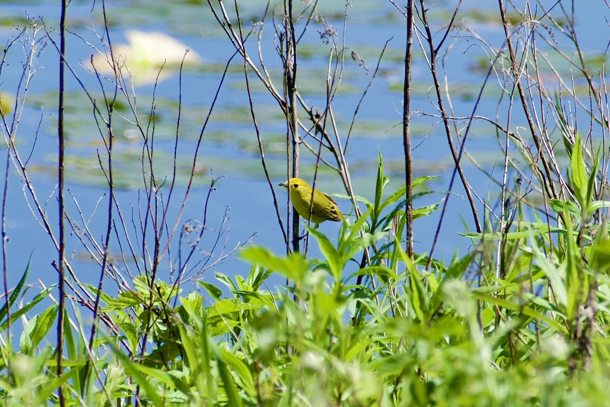 Yellow Warbler - ML619932444