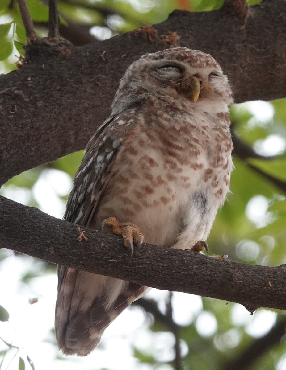 Spotted Owlet - ML619932453