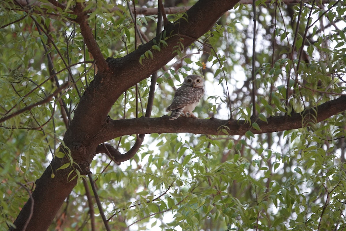 Spotted Owlet - ML619932455