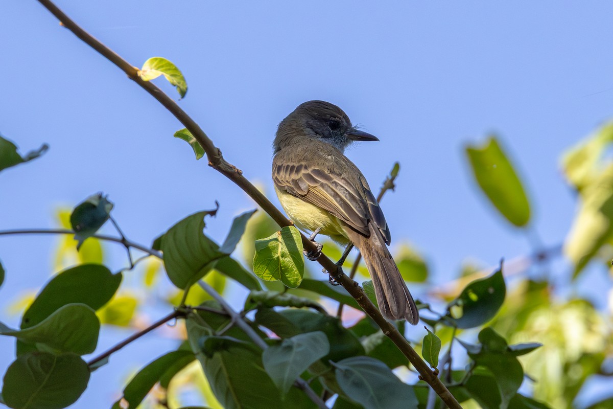 Short-crested Flycatcher - ML619932457