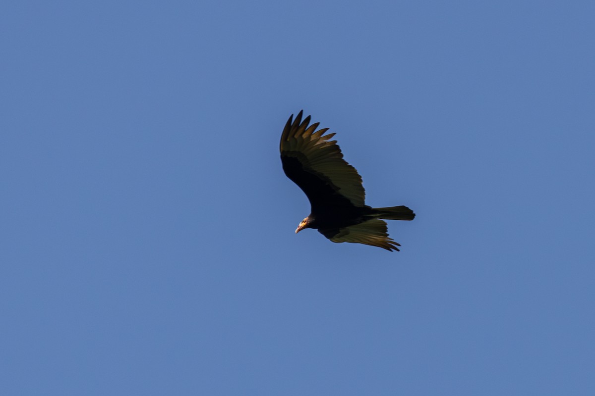 Lesser Yellow-headed Vulture - ML619932477