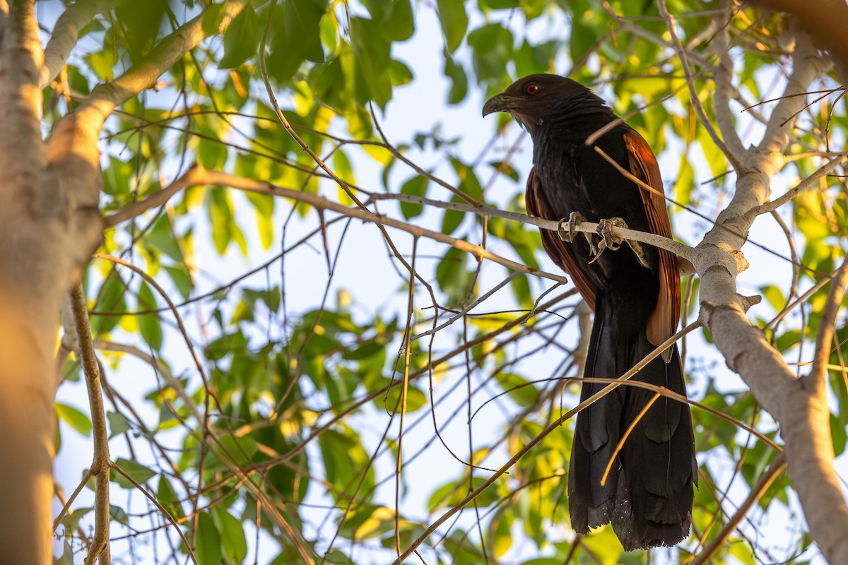 Greater Coucal - ML619932488