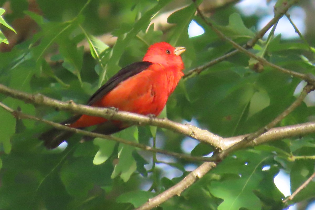 Scarlet Tanager - ML619932495