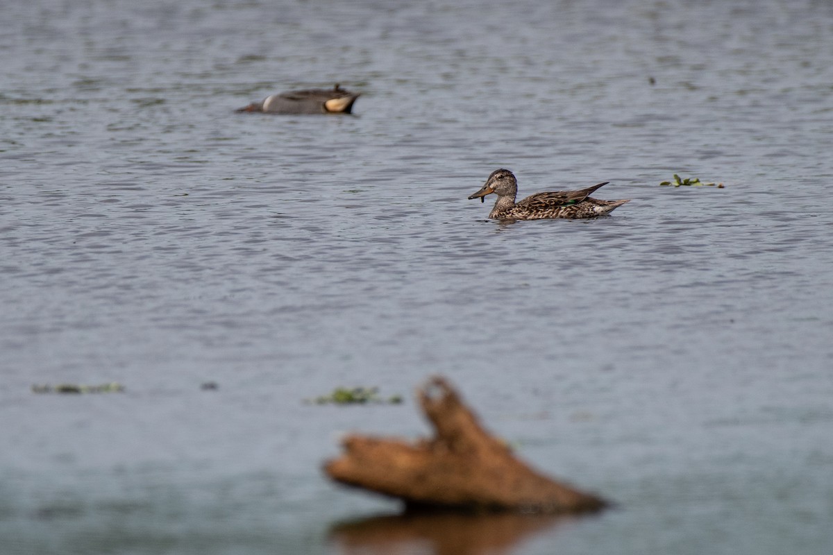 Green-winged Teal - ML619932498
