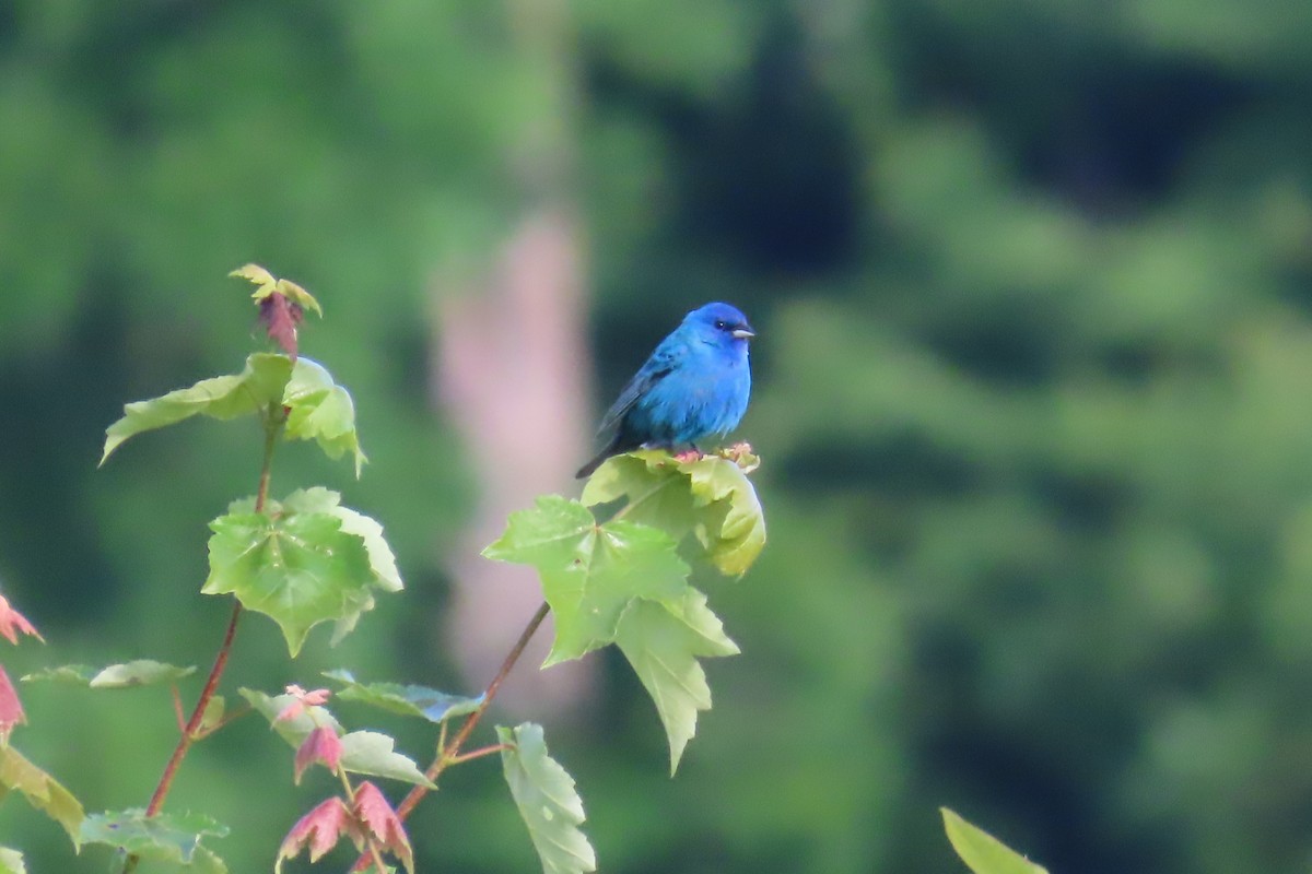 Indigo Bunting - ML619932502