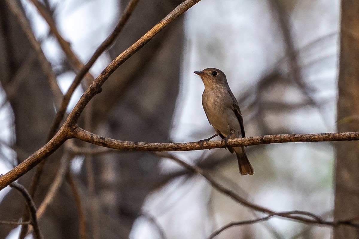 Asian Brown Flycatcher - ML619932506