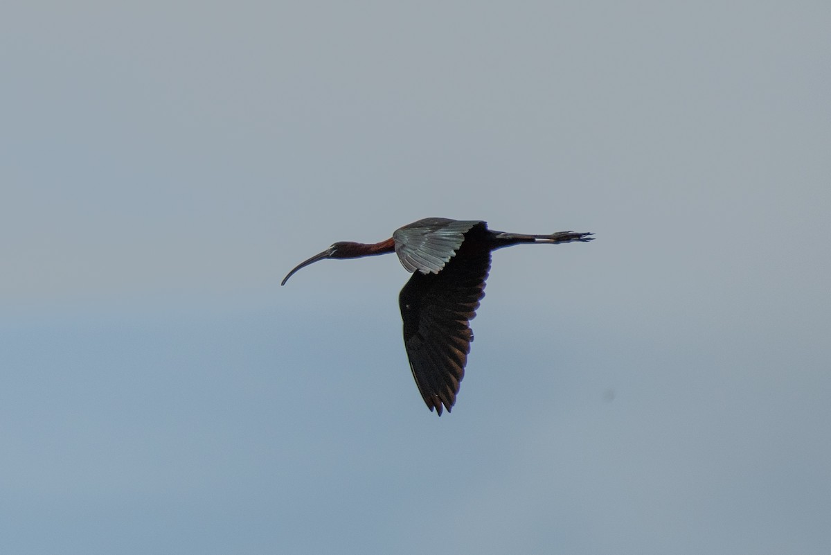 ibis hnědý - ML619932509