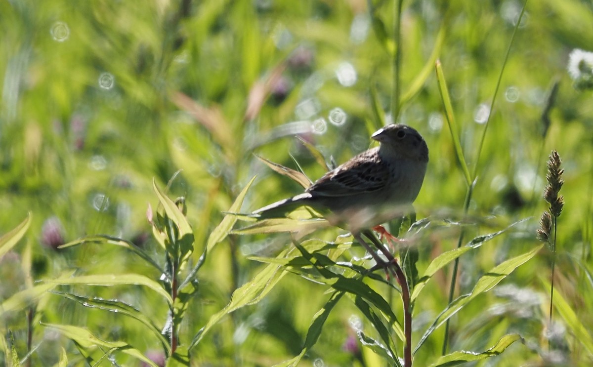 Grasshopper Sparrow - ML619932511