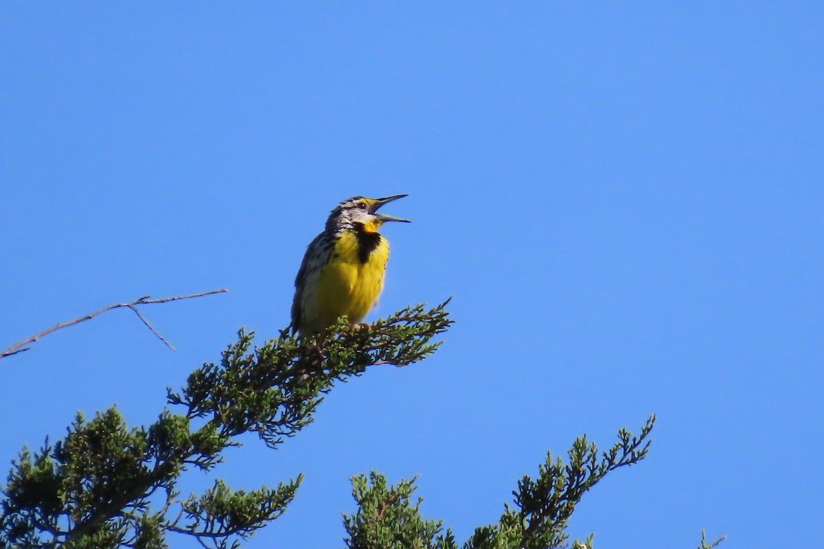 Eastern Meadowlark - ML619932514