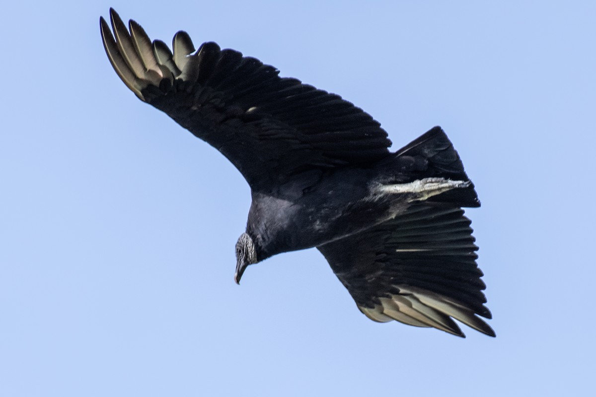Black Vulture - ML619932523