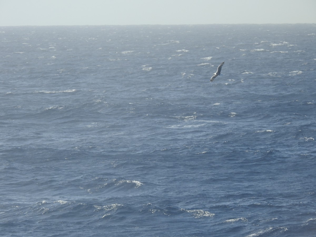 Yellow-legged Gull - ML619932525