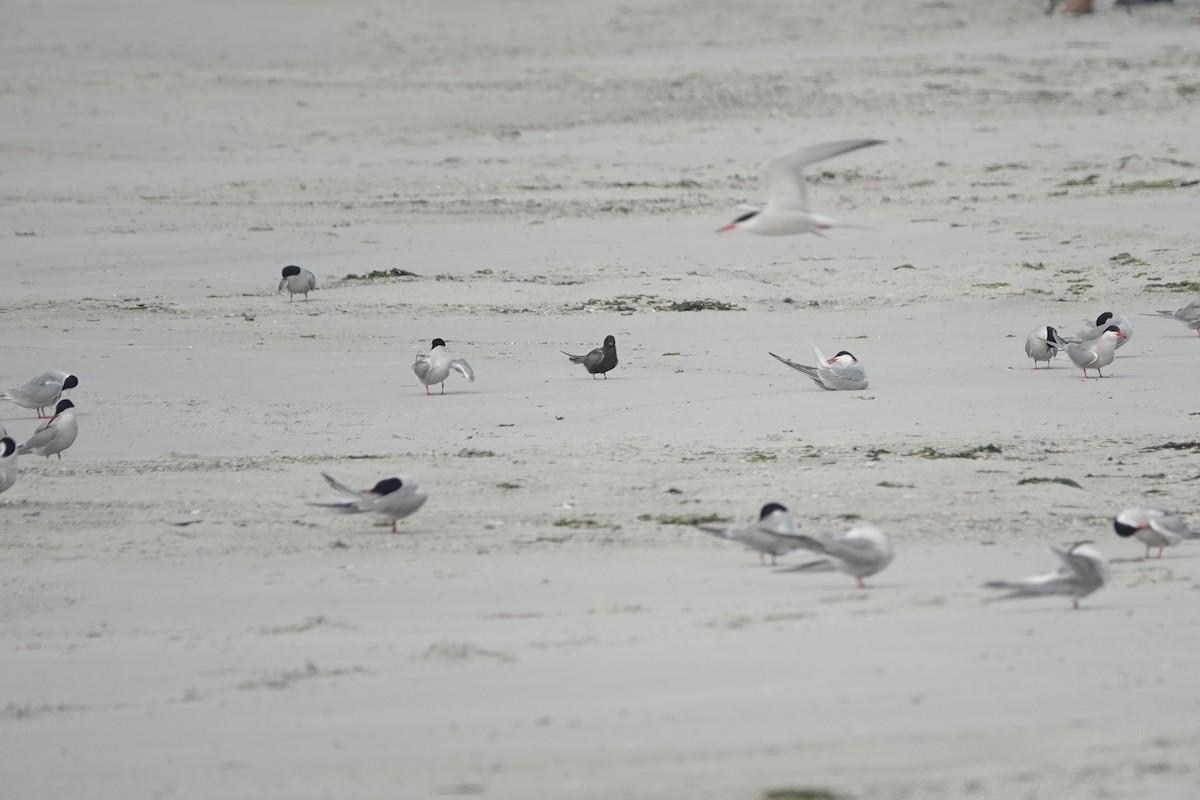 Black Tern - ML619932534