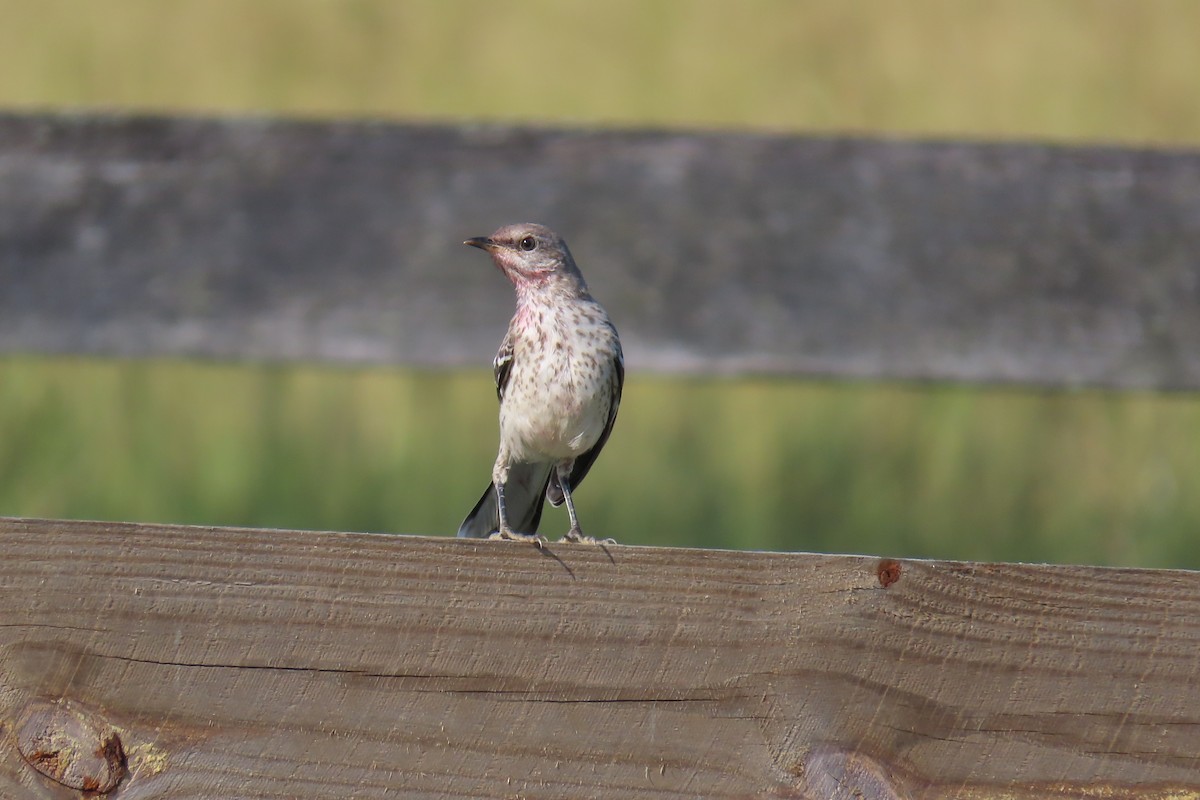 Northern Mockingbird - ML619932540