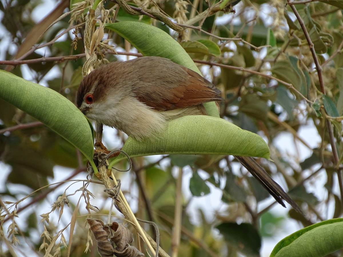 Yellow-eyed Babbler - ML619932552