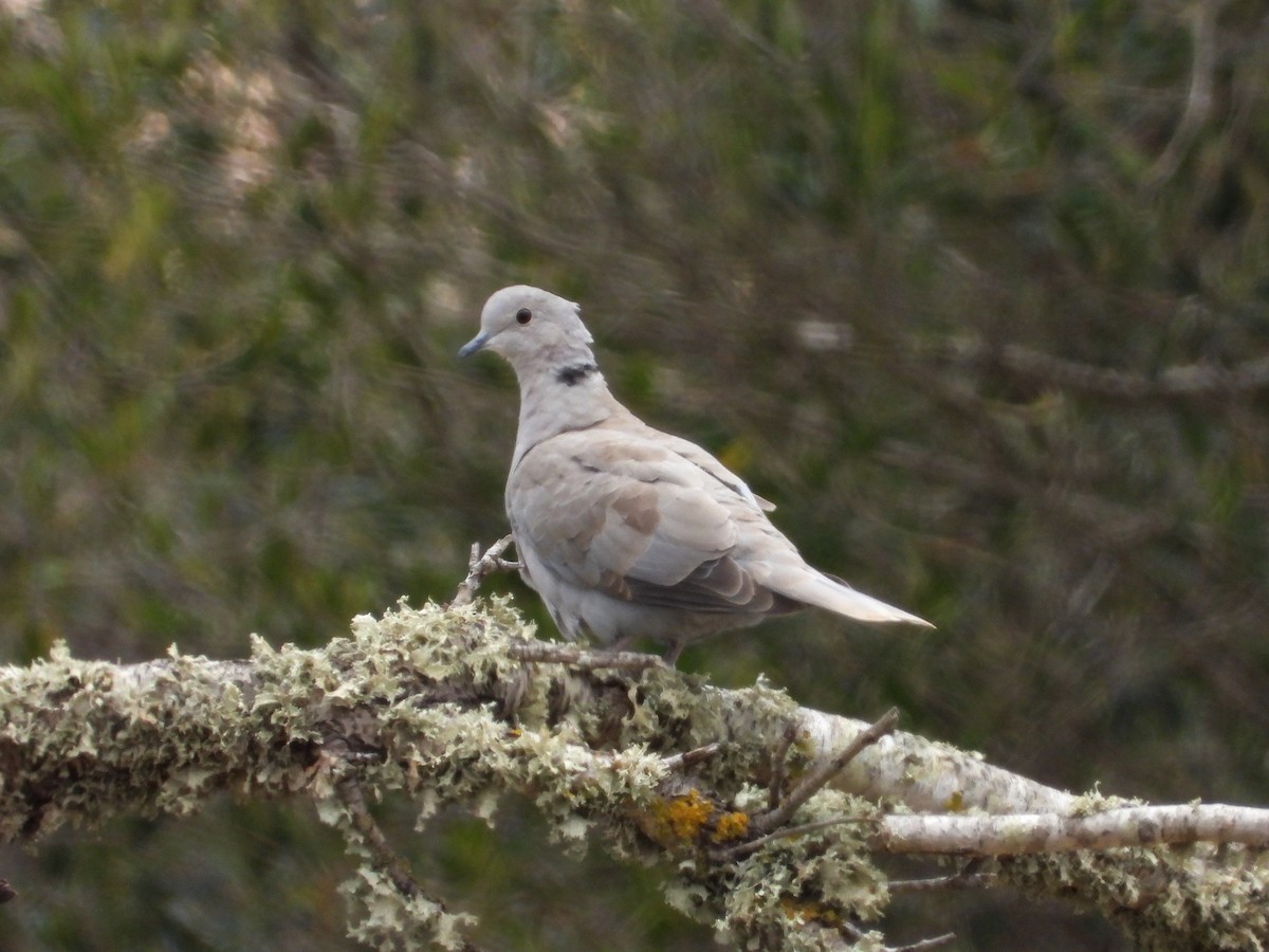 Eurasian Collared-Dove - ML619932555