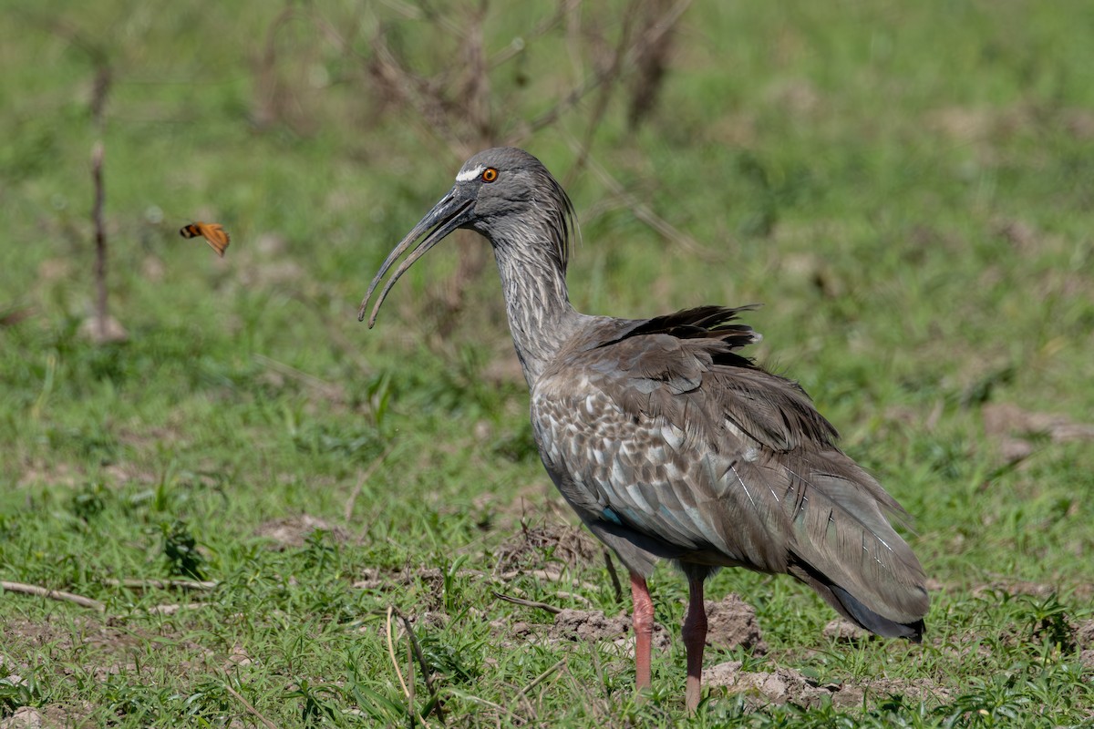 ibis běločelý - ML619932561