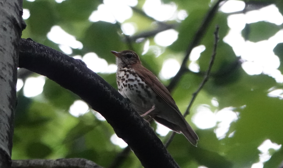 Wood Thrush - ML619932568