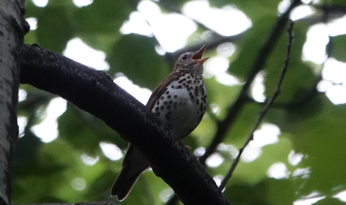 Wood Thrush - ML619932569