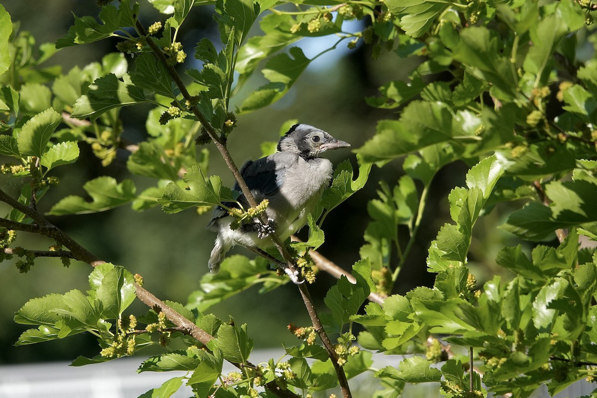 Blue Jay - ML619932573