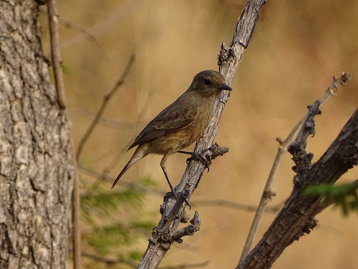 Pied Bushchat - ML619932579