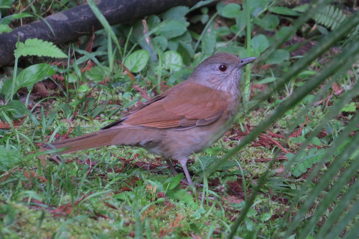 Pale-breasted Thrush - ML619932580
