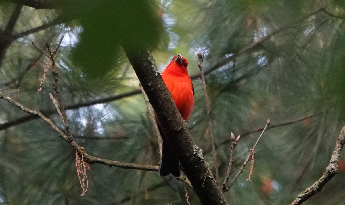 Scarlet Tanager - ML619932589