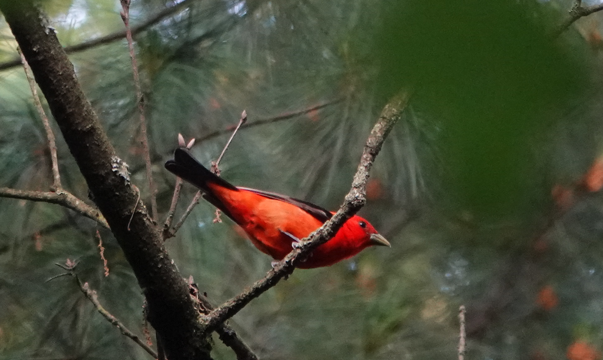 Scarlet Tanager - ML619932590
